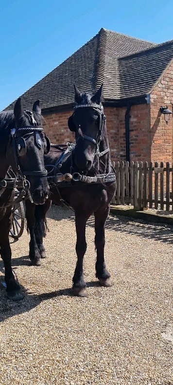 Two black horses outdoors
