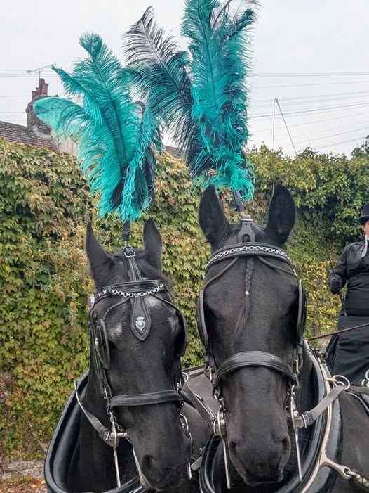Two horses with feather accessories